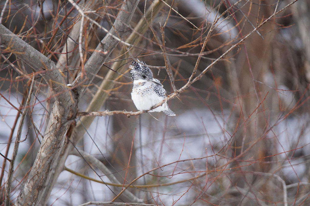 初鳥撮り　#ヤマセミ#