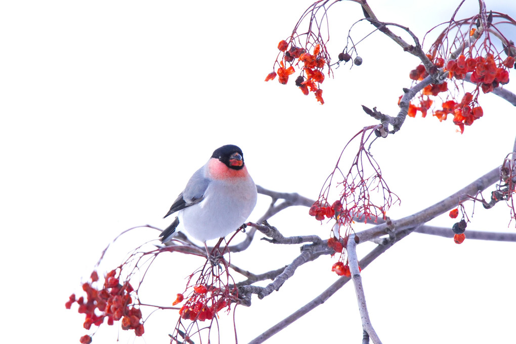 冬を生きる野鳥達