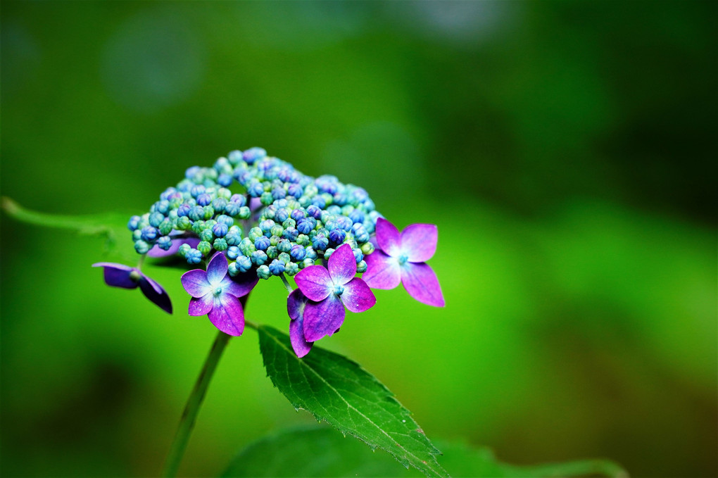 小さな紫陽花の花～ひっそりと