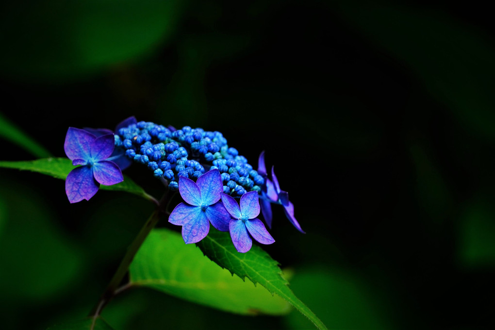 小さな紫陽花の花～ひっそりと
