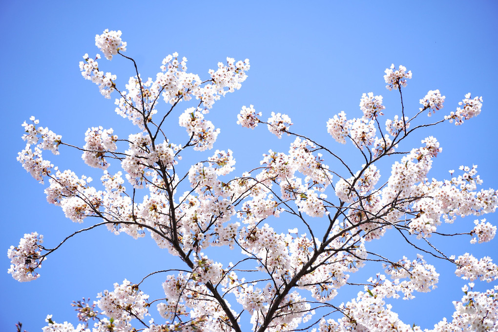 お花見日和