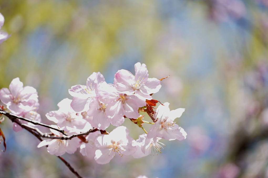 今日の桜（エゾヤマザクラ）