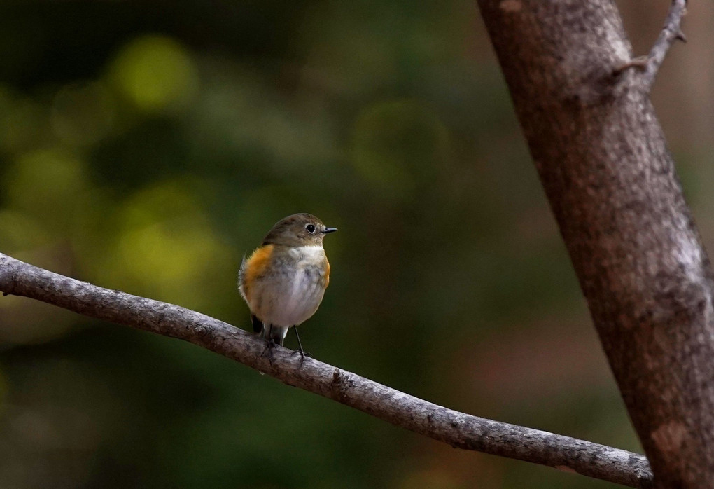 ４月の野鳥さん