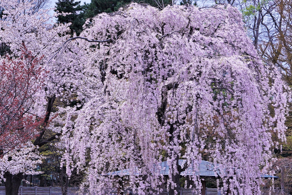 2023年春～枝垂れ桜