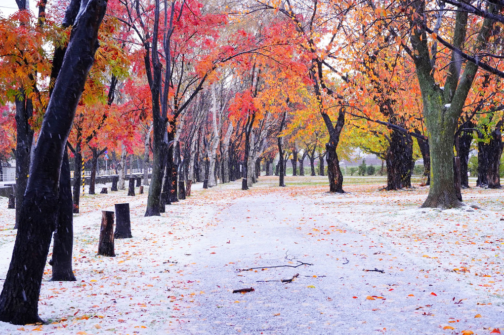 紅葉雪景色