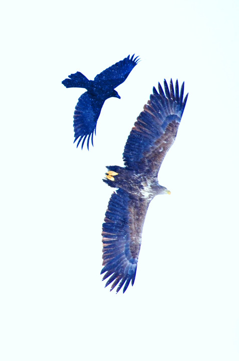 今年撮った野鳥たち～野鳥図鑑