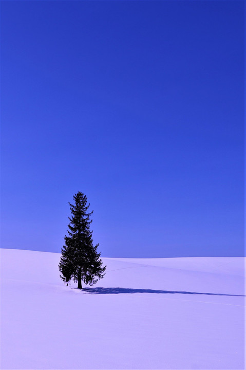 雪原のツリー　#壁紙2023#