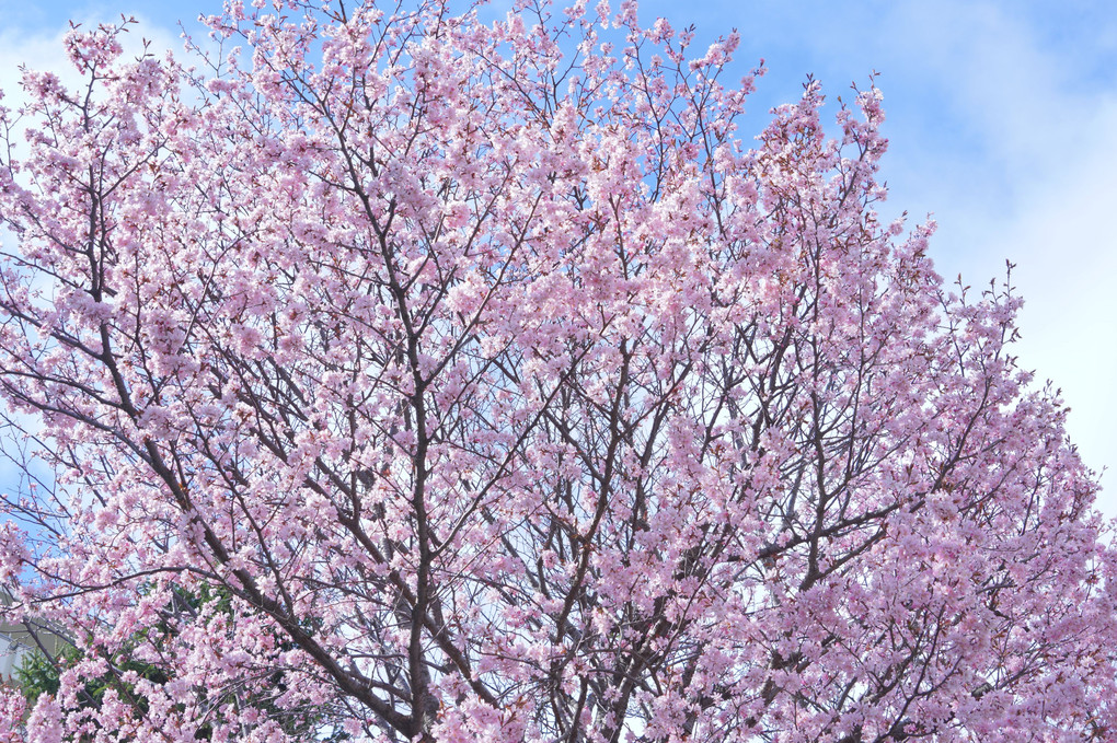 桜🌸サクジロー梅も咲く