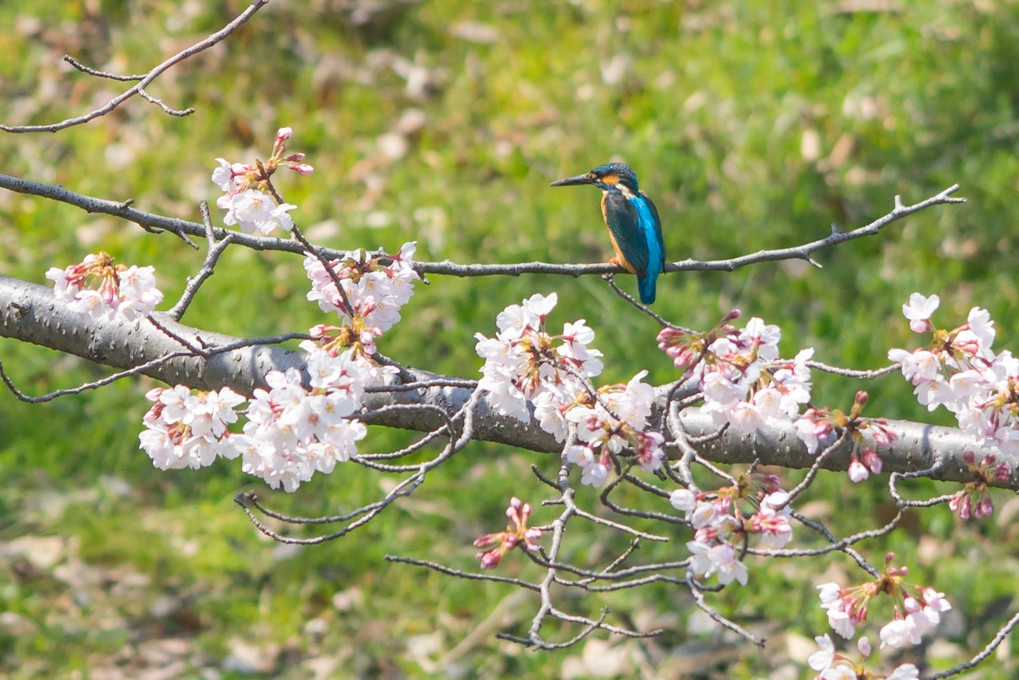 桜カワセミ