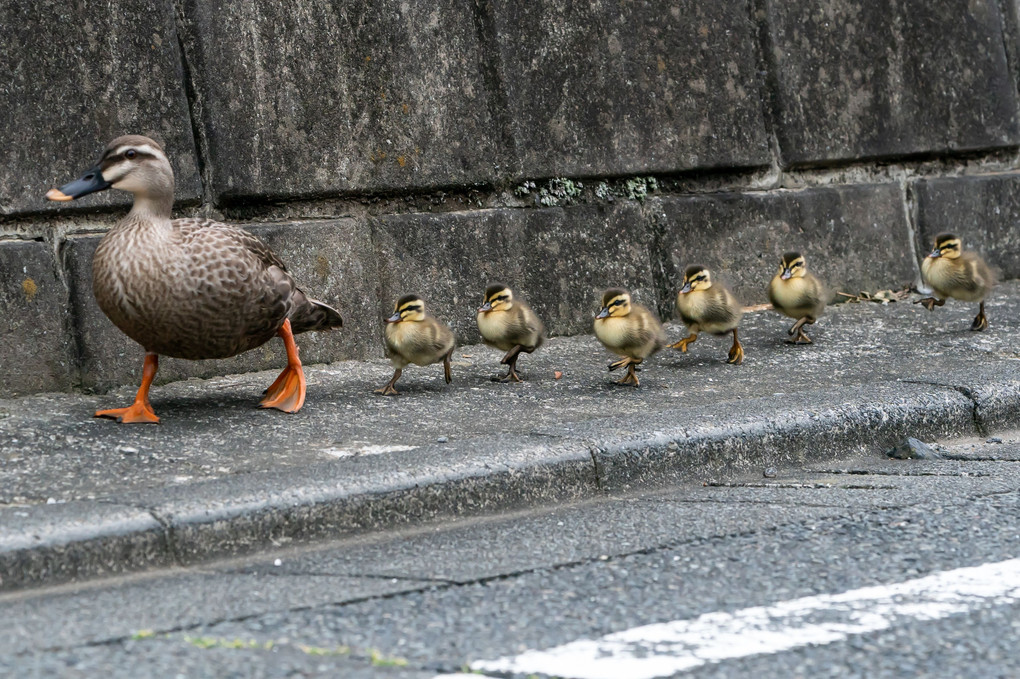 カルガモ親子の引越し