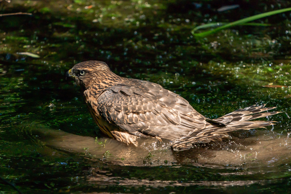 オオタカ若鳥の水浴び