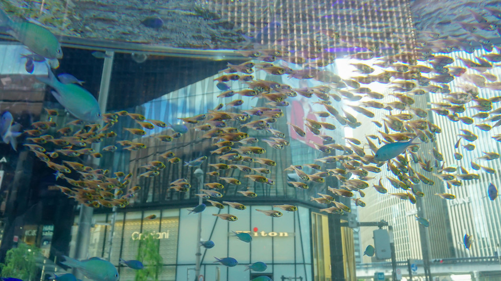 Sony Aquarium お魚撮影ツアー