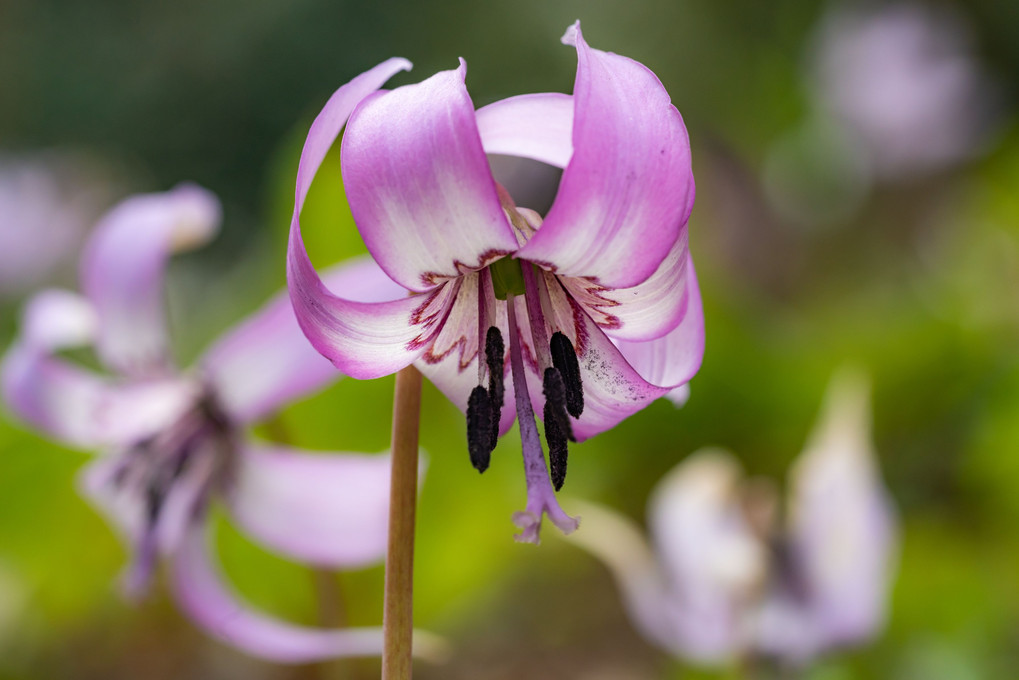 カタクリの花