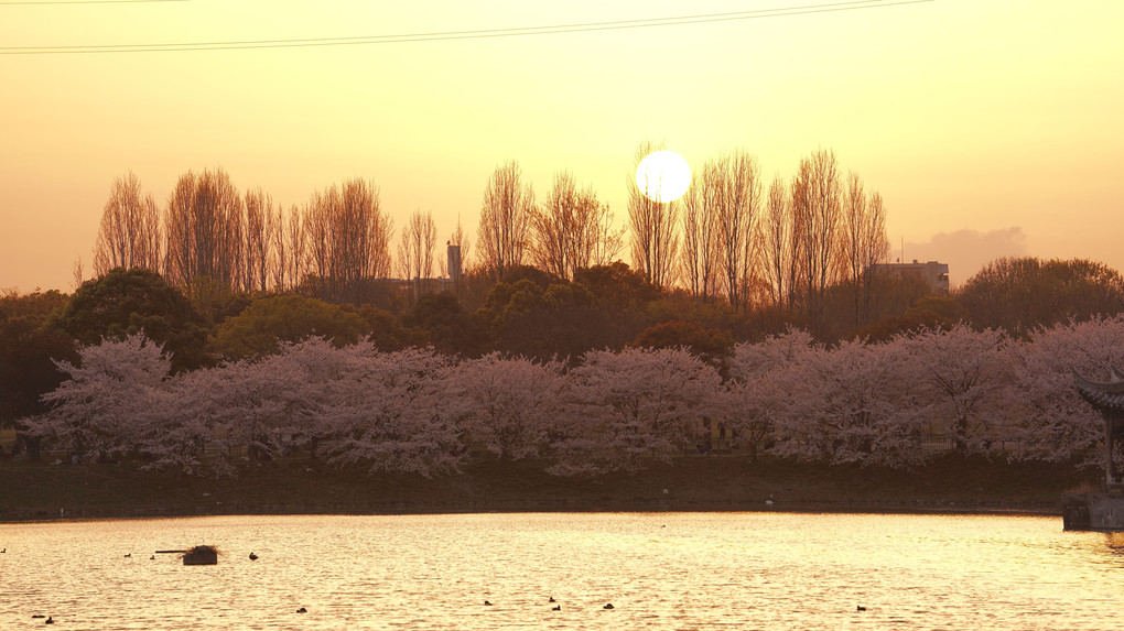 桜と夕暮れ時！
