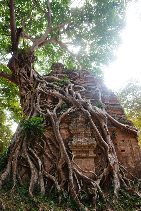 カンボジア遺跡巡り