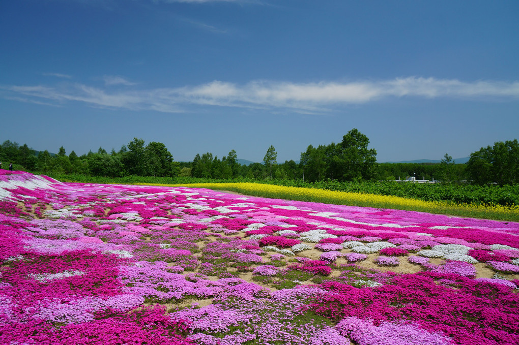 三島さんちの芝桜庭園