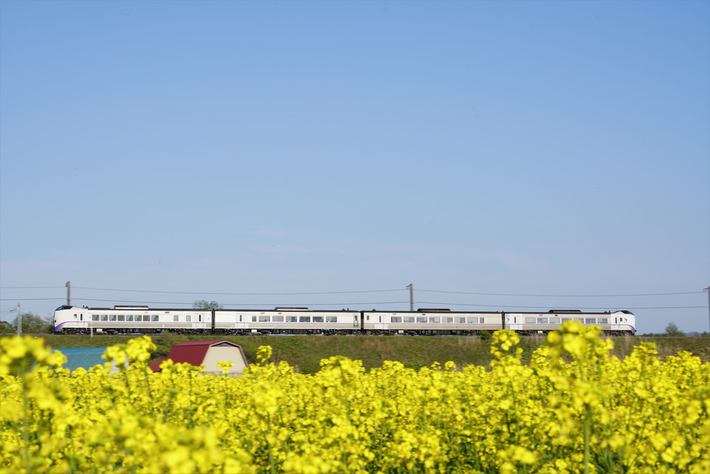 菜の花畑の見える列車(拡大禁止）