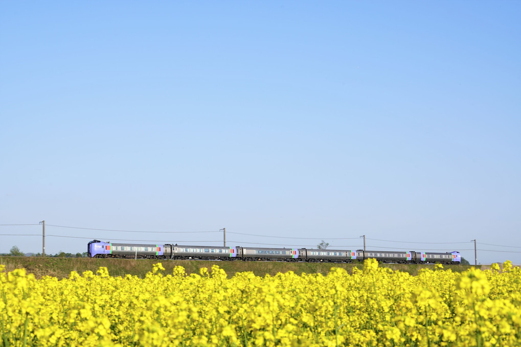 菜の花畑の見える列車(拡大禁止）