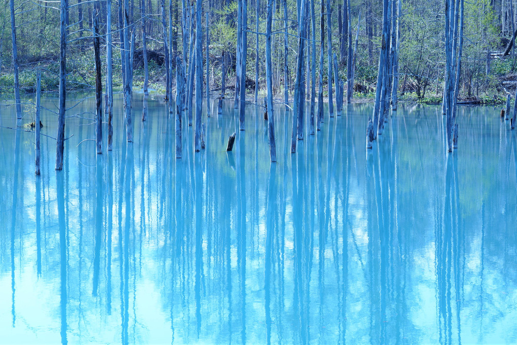 春の青い池