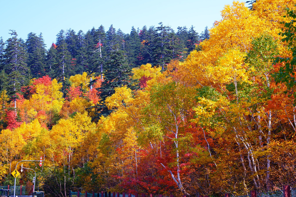 十勝岳温泉から眺める紅葉