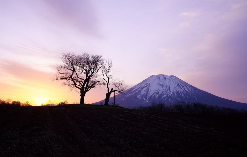 双子のサクランボの木と羊蹄山の夜明け