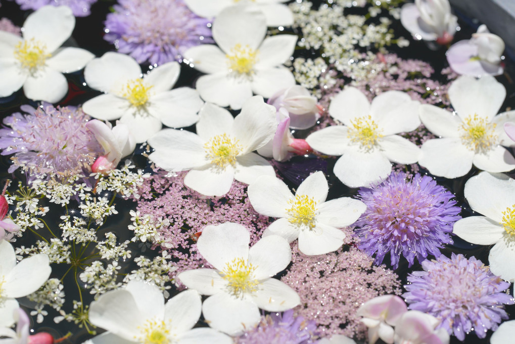 上野ファームの花手水