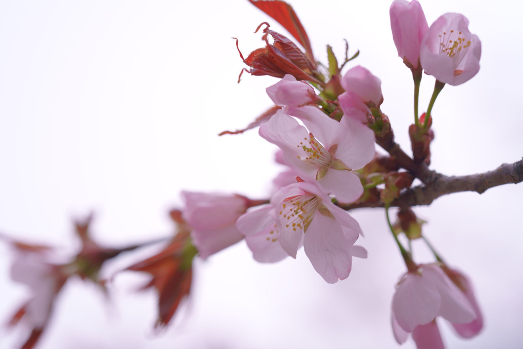 桜の開花宣言で～す