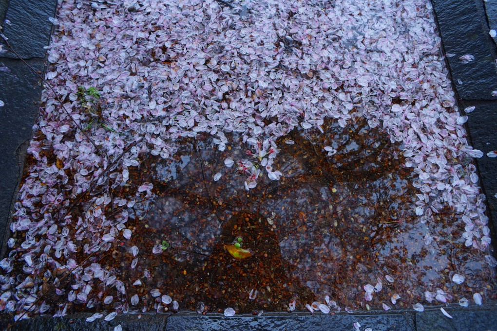 桜..2016
