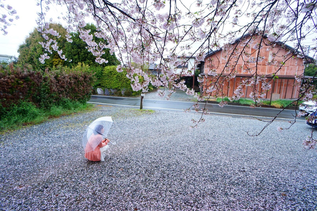 桜..2016