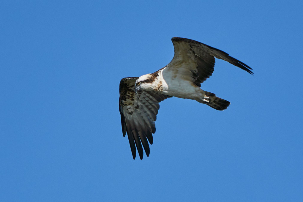 ミサゴ（Osprey）