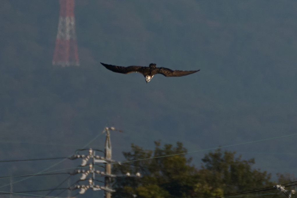 ミサゴ（Osprey）