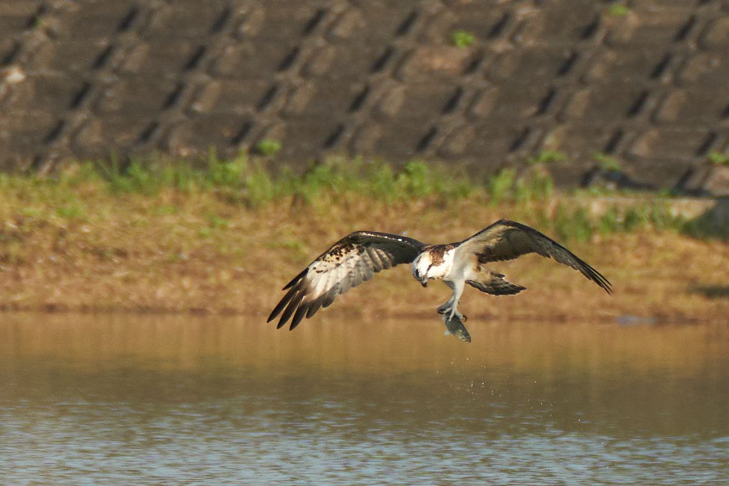 ミサゴ（Osprey）