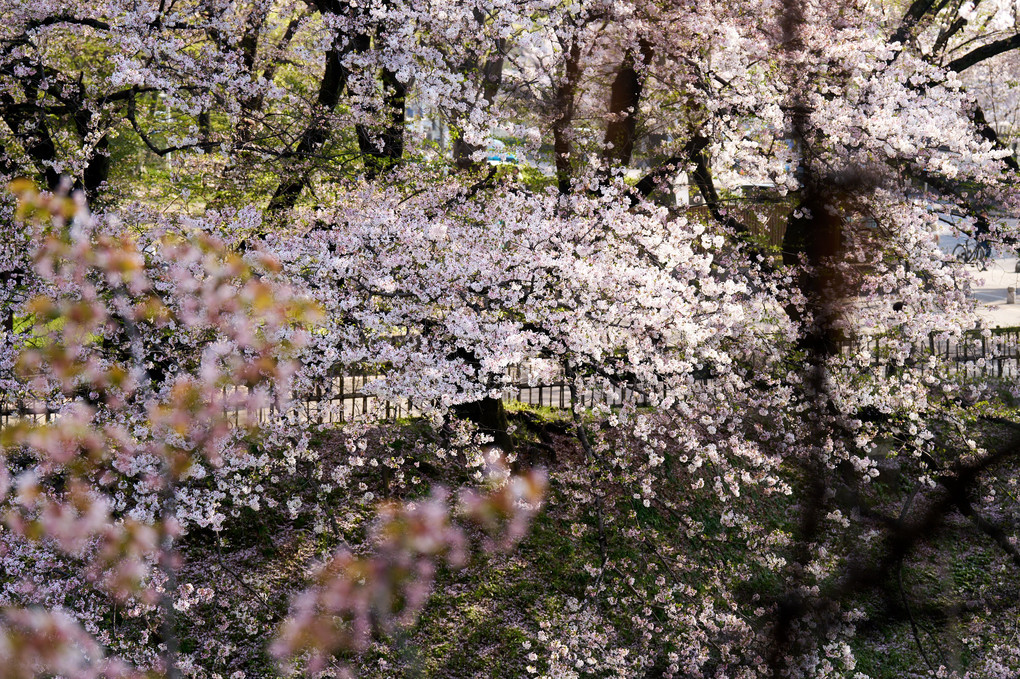 名古屋の桜