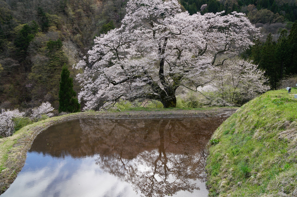 駒つなぎの桜