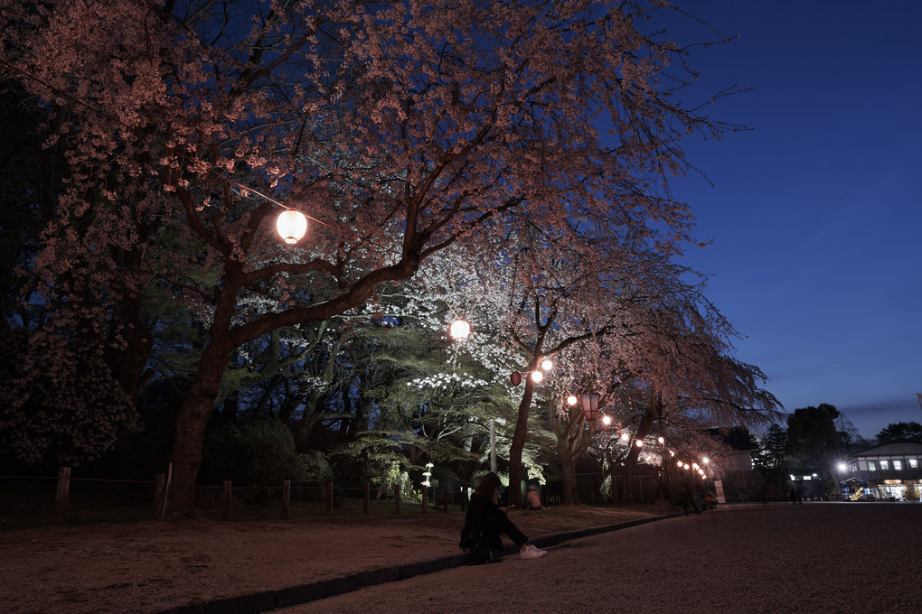 名城の桜
