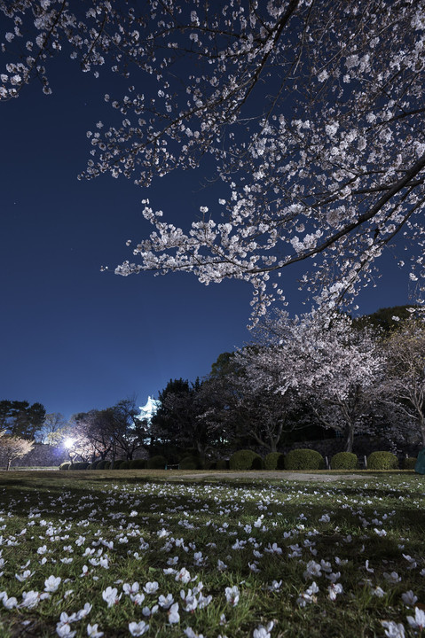 名城の桜