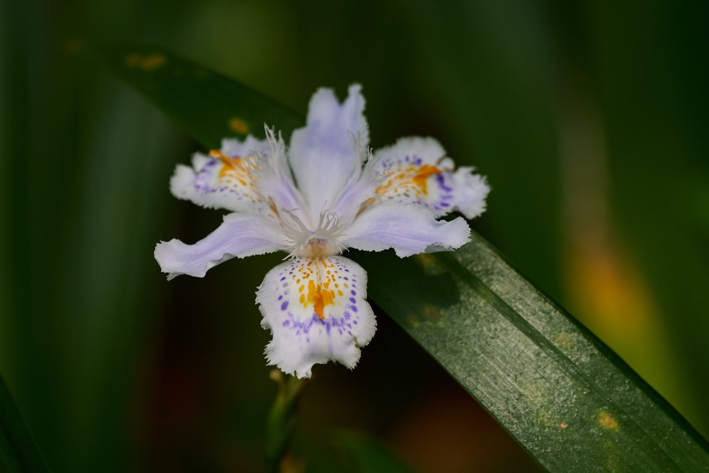 野の花