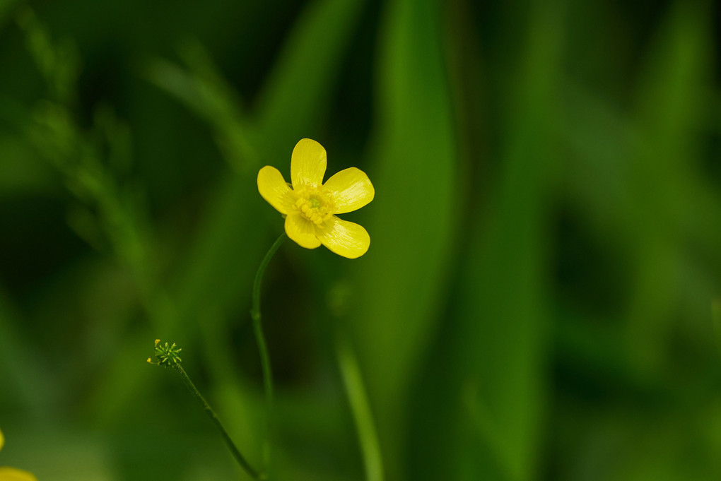 野の花