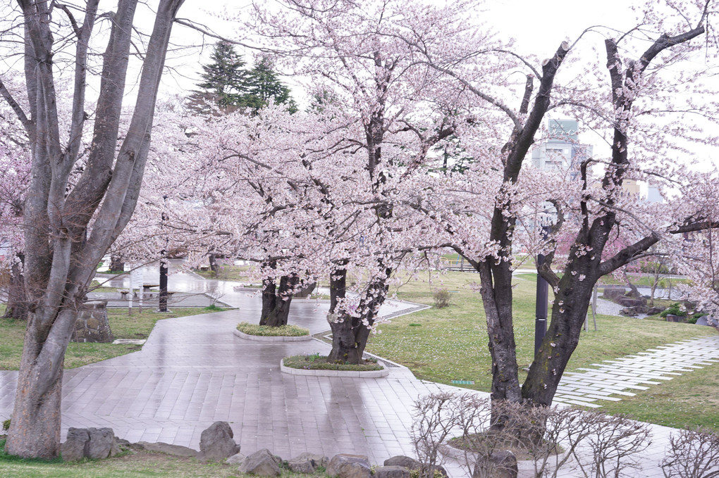 八戸城跡の桜　1