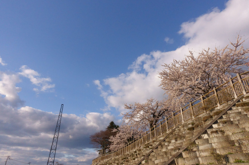 八戸城跡の桜