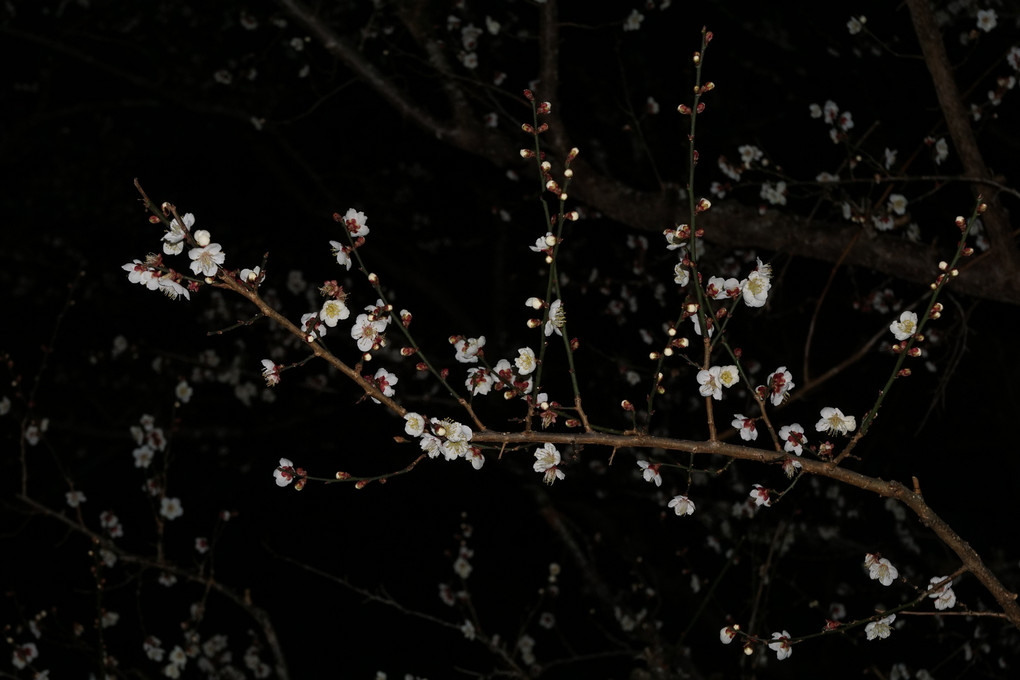 梅の花（その４）