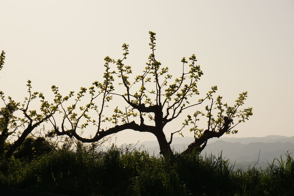 紀ノ川の柿の木