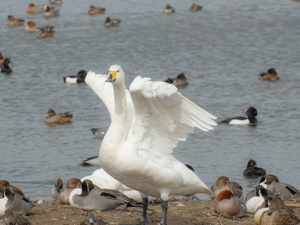 新潟、瓢湖の水鳥・いっぱい！！