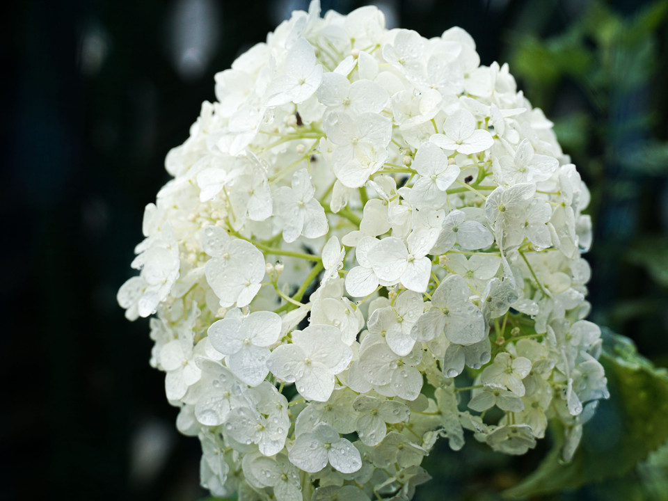 梅雨の雨間の花