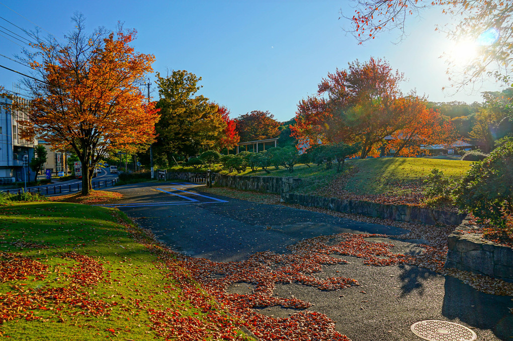 もう冬の手前「紅葉」