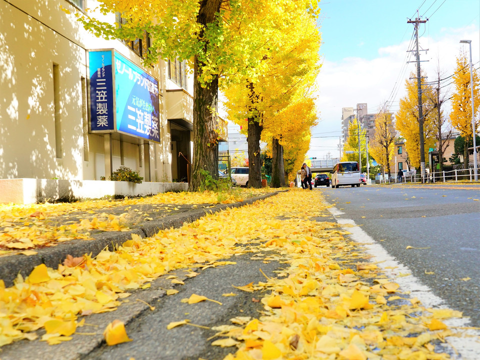 街路樹も黄色の絨毯を作って！