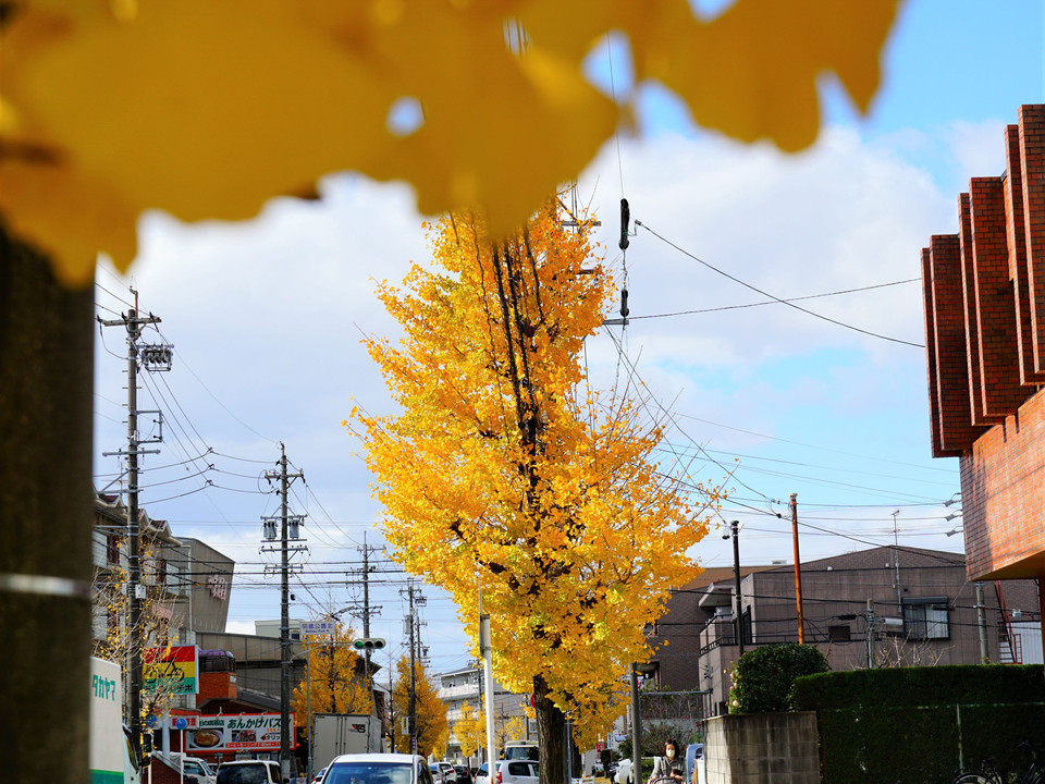 街路樹も黄色の絨毯を作って！