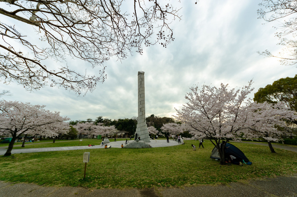 「桜・満開」(#^.^#)