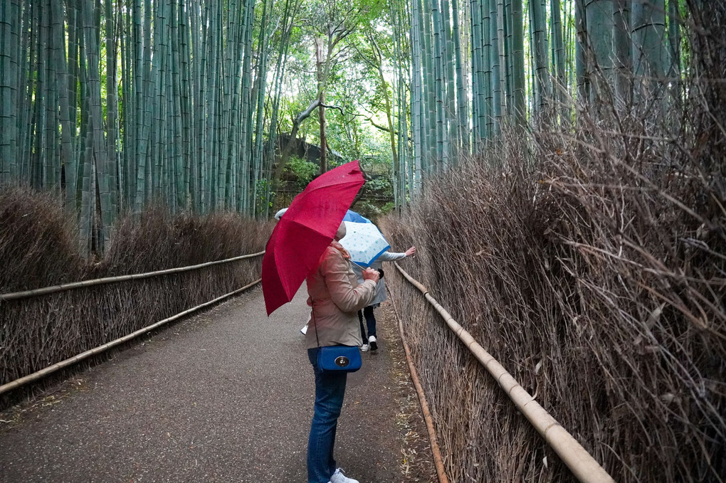 雨の嵐山竹林の小径」散策(^.^)