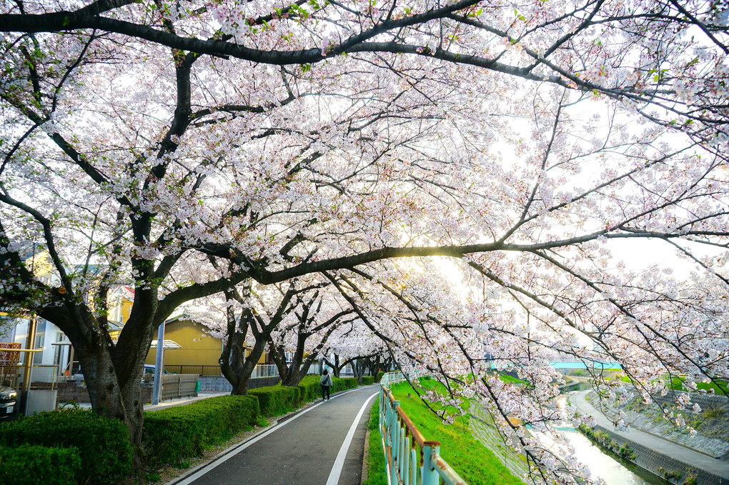 四月の桜(^_^)